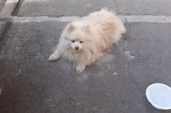Найдена собака в Железнодорожном на ул. Пролетарской.