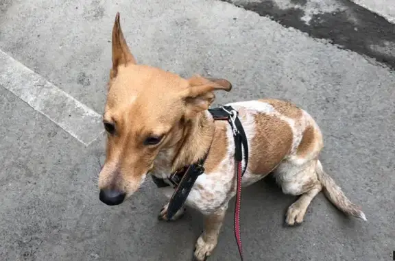 Собака найдена на Улофа Пальме, 1 в Москве