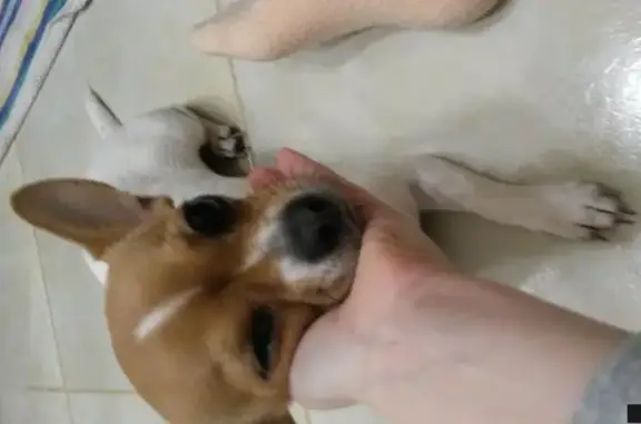 Собаки потеряшки, Иваново, фото: Потеряшка собака на ул. Авдотьинская, д.32, 5.04.2018, 10 вечера.