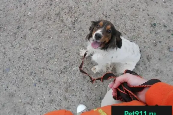 Пропала собака породы спаниель в селе Зюзино, Астраханская область