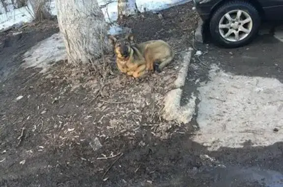 Пропала собака в д.Студенцы, видели в Подольске на ул. К.Готвальда