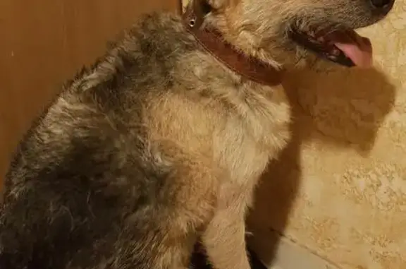 Найдена собака, метро Автозаводская, размер средний