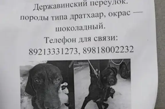 Найдена шоколадная собака в СПб!