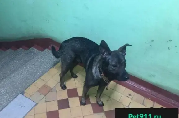 Пропала собака в Москве, найден кобель в районе метро Октябрьское поле.