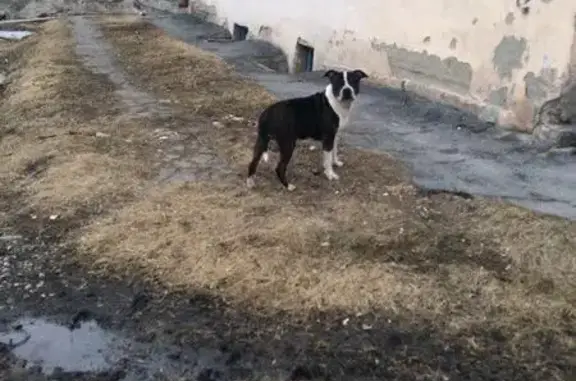 Найдена собака без ошейника в Бердске