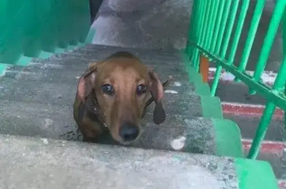 Найдена собака возле 39 школы в Дзержинске!