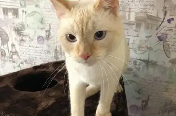 Найден кот в Новом Пушкино, ищем хозяина (Пушкино, МО)