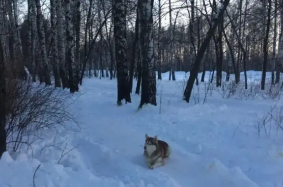 Пропала собака Хаска на ул. Звездной в Фрунзенском районе