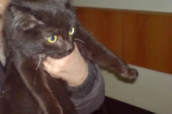 Найден котенок Филипок в Красноярске