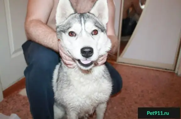Найдена собака на 29 микрорайоне в Липецке