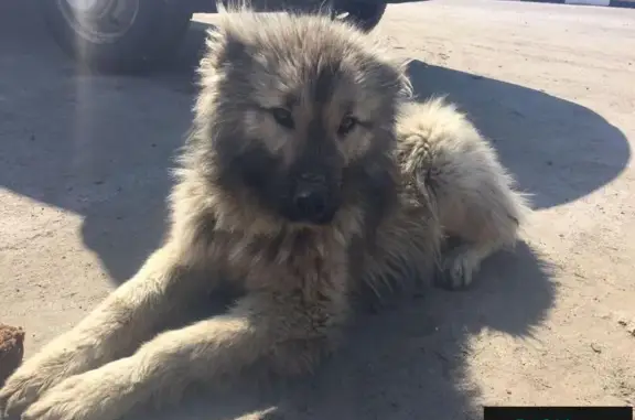 Найден пёс возле утильзовода в Белгороде, отдадим в добрые руки.