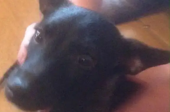 Собака найдена в Новокузнецке, нужен новый дом