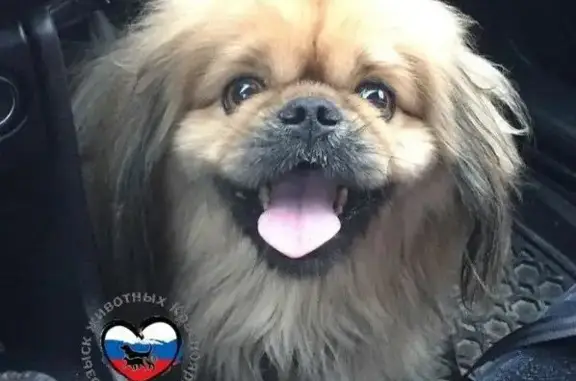 Найдена собака в Красноярске - ищем хозяина!