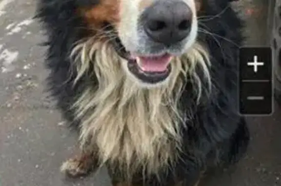 Собака найдена в Балашихе с рыжим пятнышком.