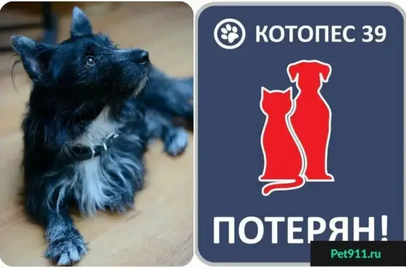 Потерян пёс Пончик, ул. Горького/Озерова, Калининград #ПОТЕРЯН_КОТОПЕС39