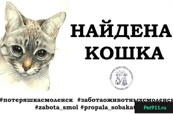 Найдена кошка на Шевченко, Смоленск