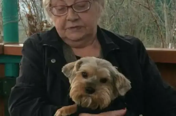 Пропала собака Филя в поселке Клязьма, Ярославское направление