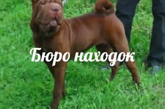 Пропала собака в районе Бакарица, ищем Нори, шарпей темно-коричневого окраса.