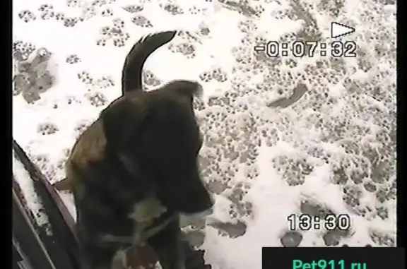 Потерянные животные Нижний Новгород, фото: Пропала собака в Московском районе, Н. Новгород - помогите найти!