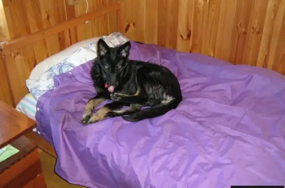 Собаки потеряшки, Яблонево, фото: Потеряшка собака Кора в дер. Яблонево, Серебряно-Прудский район