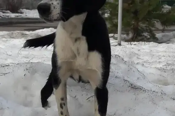 Найдена игривая собака на трассе Кострома-Ярославль