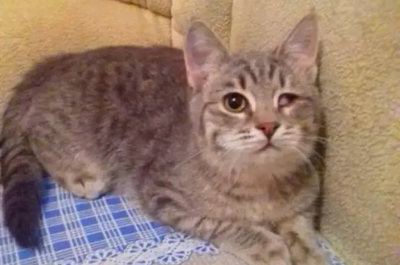 Пропала кошка в районе Шатлыка, Нижнекамск