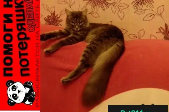 Пропала кошка на Щербакова 1, Стерлитамак