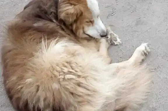 Пропала собака Джек в Ростове, нужна помощь!