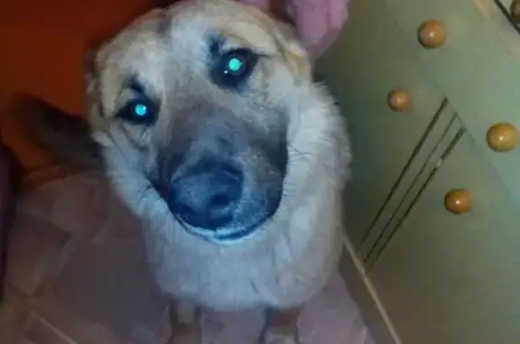 Найдена собака на Московской 22, Магнитогорск