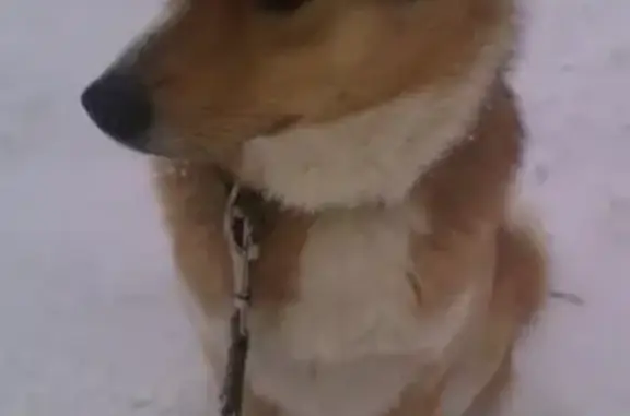 Пропала собака на проспекте Героев, Нижний Новгород