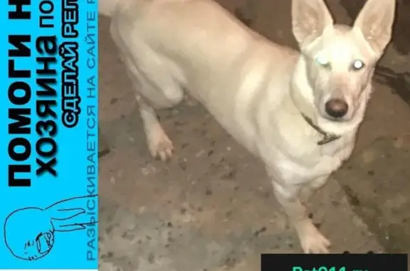 Пропала белая собака в Твери!