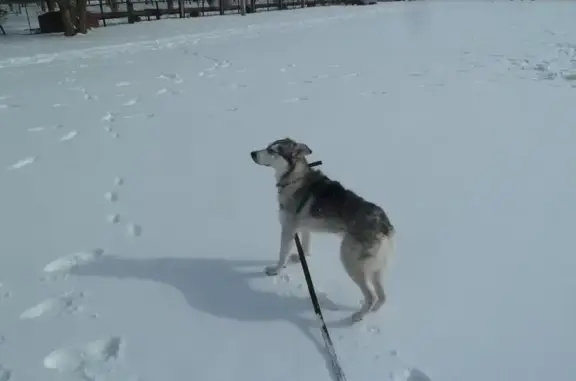 Найдена собака в Волжском, Волгоградская область