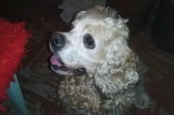 Пропала слепая собака в Астрахани на 2-й Зеленгинской улице