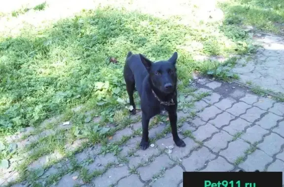 Пропала собака МИГ в Бекешевской станице