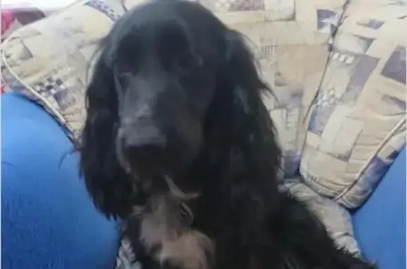 Найдена собака в Николаевке: чёрный спаниель