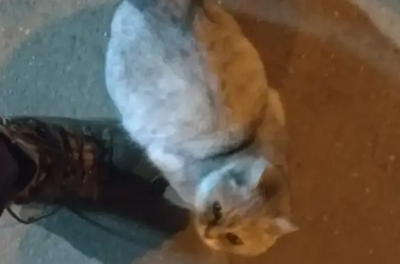 Найдена кошка на Окской улице, Москва