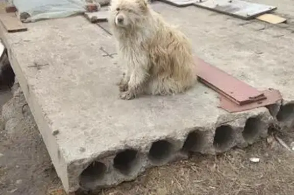Найдена собака на ул. Степанца, Омск