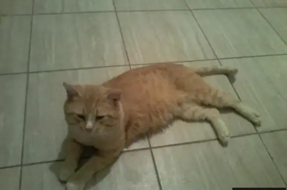 Пропала кошка на Борисовской, рыжий окрас, 9 лет.