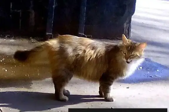 Найдена кошка в Москве на Академика Челомея