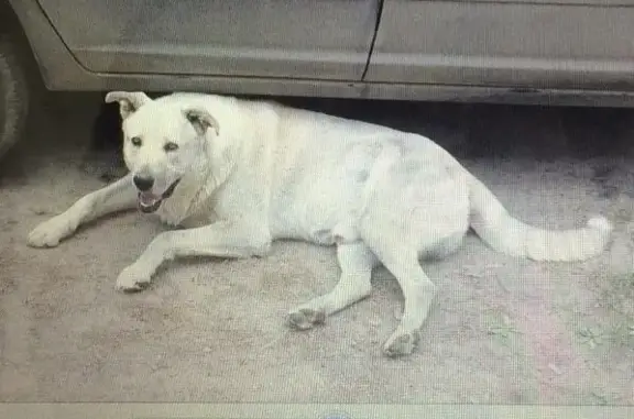 Пропала собака в Якутске, вознаграждение гарантировано!