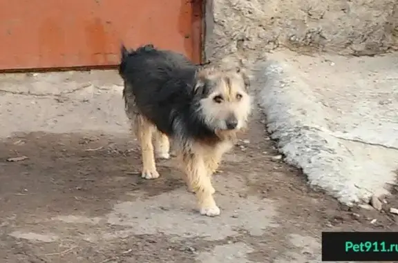 Найдена собака в р-не Чайковского, Владимир