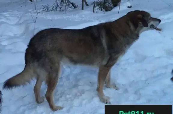 Пропала собака Граф в Березниках, Пермский край