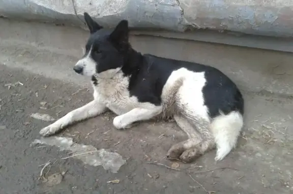 Найдена собака Девочка на Уральской улице, Пермь