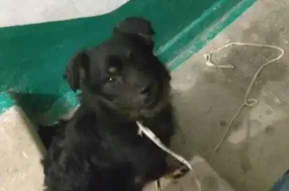 Найдена собака на ул. Тараса Шевченко, Севастополь