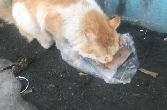 Найден жирный кот с проблемами здоровья в Пскове
