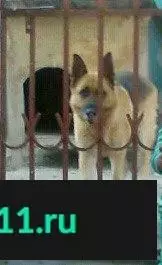 Пропала собака Альфа на ул. Белорусская/Чкаловский, вознаграждение гарантирую