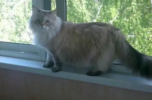 Пропала кошка Дуся в районе Ленина, Коломна