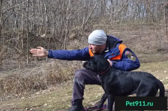 Пропала собака в Пятигорске, помогите найти!