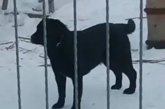 Пропала собака Ника на Лучевой улице, Саратов