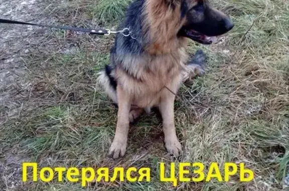 Пропала собака Чепрачный окрас в Серпухове